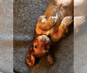 Dachshund Puppy for sale in CHECOTAH, OK, USA