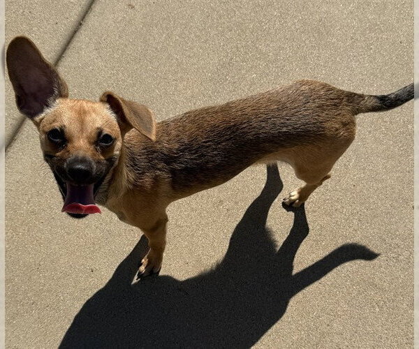 Medium Photo #1 Chihuahua-Unknown Mix Puppy For Sale in Sacramento, CA, USA