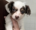 Small Photo #1 Chihuahua Puppy For Sale in RIVERVIEW, FL, USA