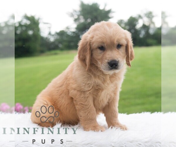 Medium Photo #5 Golden Retriever Puppy For Sale in NEWPORT, PA, USA