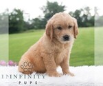 Small #4 Golden Retriever