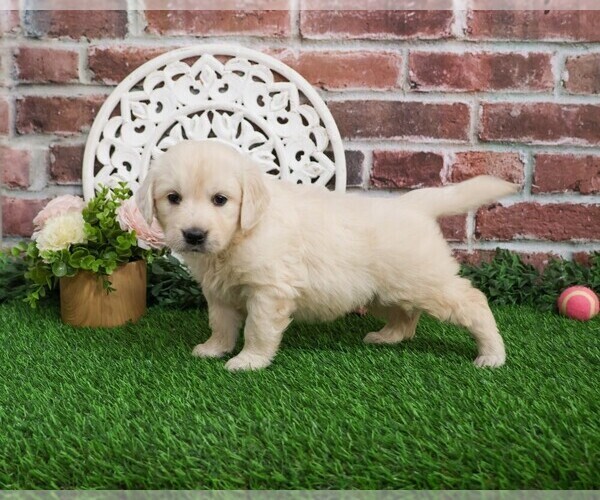 Medium Photo #10 English Cream Golden Retriever Puppy For Sale in SYRACUSE, IN, USA