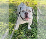*MARTIN - Male Bulldog Dog for Adoption - Small photo