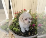 Small #3 Maltese
