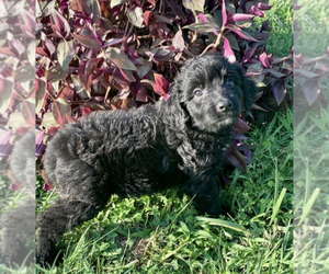 Aussiedoodle Puppy for sale in UPTON, KY, USA