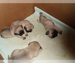 Small Photo #7 Pug Puppy For Sale in NEW CASTLE, IN, USA