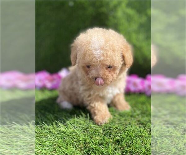 Medium Photo #15 Poodle (Toy) Puppy For Sale in NAPLES, FL, USA