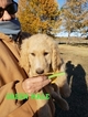 Small Photo #18 Goldendoodle Puppy For Sale in CLARKSVILLE, TX, USA
