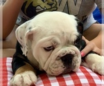 Small Photo #6 Bulldog Puppy For Sale in PEACHLAND, NC, USA