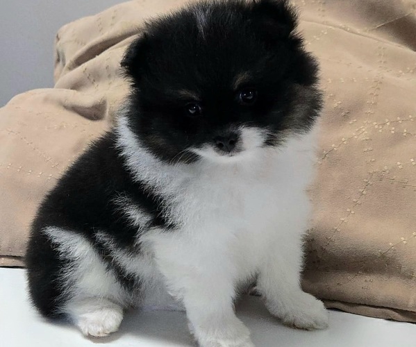 Medium Photo #1 Pomeranian Puppy For Sale in ORRVILLE, OH, USA