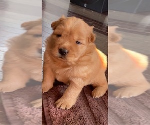 Chow Chow Puppy for sale in ELGIN, IL, USA