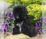 Small #1 Havanese-Shih-Poo Mix