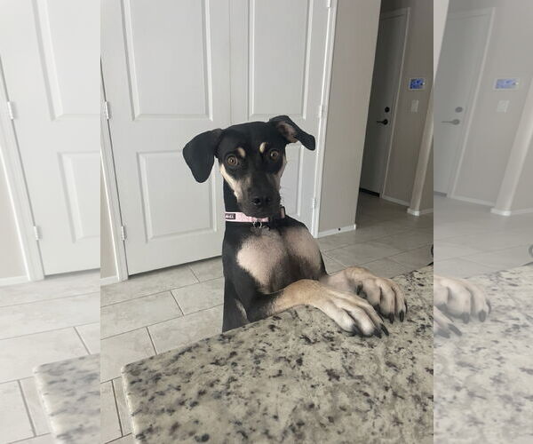 Medium Photo #3 Catahoula Leopard Dog-Greyhound Mix Puppy For Sale in Chandler, AZ, USA