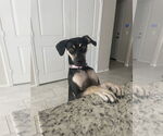 Small #2 Catahoula Leopard Dog-Greyhound Mix