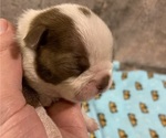 Small Photo #5 Boston Terrier Puppy For Sale in TULARE, CA, USA