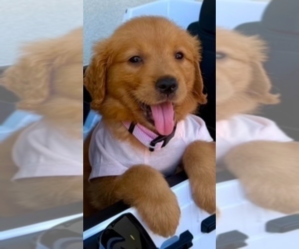 Medium Photo #1 Golden Retriever Puppy For Sale in SANTA ANA, CA, USA
