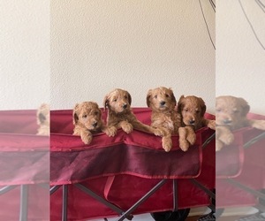 Goldendoodle Puppy for Sale in SAN ANTONIO, Texas USA