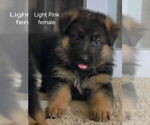 Puppy Puppy 4 German Shepherd Dog
