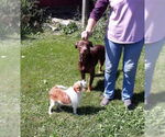 Small #3 Mutt