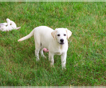 Small #7 Labrador Retriever