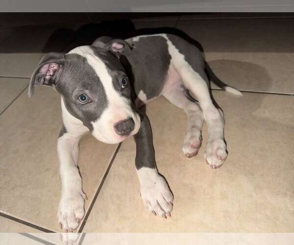 Medium Photo #8 American Pit Bull Terrier-Unknown Mix Puppy For Sale in Chandler, AZ, USA