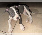 Small #7 American Pit Bull Terrier Mix