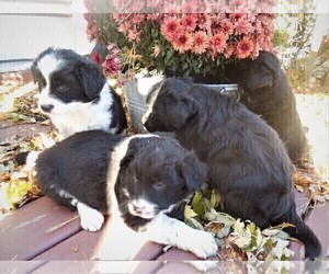 Border Collie Puppy for sale in LUBLIN, WI, USA