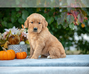 Golden Retriever Litter for sale in WOLCOTTVILLE, IN, USA
