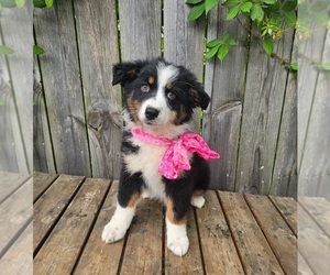 Australian Shepherd Puppy for sale in INDIANAPOLIS, IN, USA