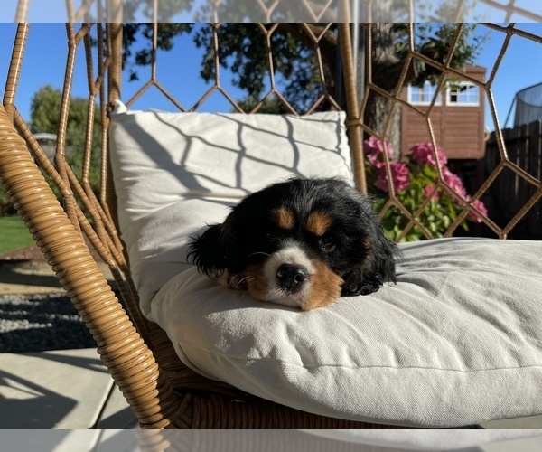 Medium Photo #4 Cavalier King Charles Spaniel Puppy For Sale in SANTA ROSA, CA, USA