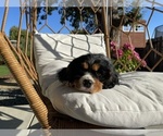 Small #3 Cavalier King Charles Spaniel