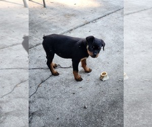 Rottweiler Puppy for sale in OLYMPIA, WA, USA