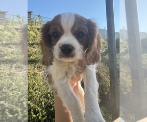 Cavalier King Charles Spaniel Puppy for sale in RIVERSIDE, CA, USA