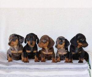 Dachshund Puppy for Sale in SYRACUSE, Indiana USA