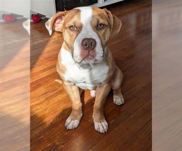 Medium Photo #2 Mutt Puppy For Sale in Peoria, IL, USA