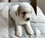 Small Photo #51 Goldendoodle (Miniature) Puppy For Sale in PENSACOLA, FL, USA