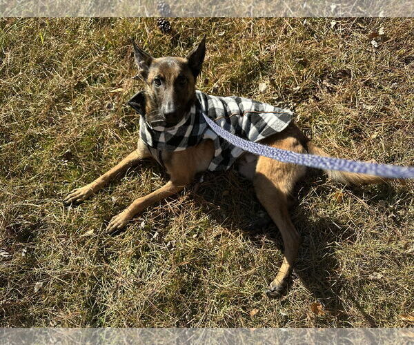 Medium Photo #8 Mutt Puppy For Sale in Stevens Point, WI, USA