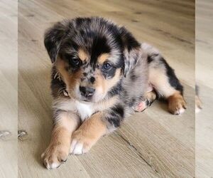 Sheprador Puppy for sale in ATMORE, AL, USA