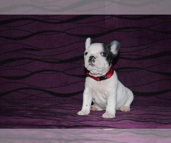 Medium Photo #3 French Bulldog Puppy For Sale in WINDER, GA, USA