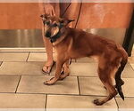 Small #7 German Shepherd Dog