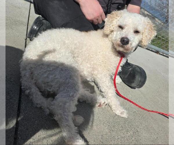 Medium Photo #2 Mutt Puppy For Sale in Salt Lake City, UT, USA