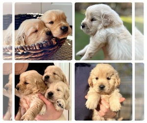 Golden Retriever Puppy for sale in LILLINGTON, NC, USA
