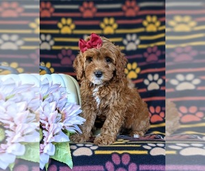 Cavapoo Puppy for sale in NEW PROVIDENCE, PA, USA