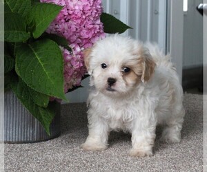 Shih-Poo Puppy for sale in FREDERICKSBURG, OH, USA