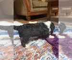 Small Photo #84 Aussiedoodle Puppy For Sale in ASHEVILLE, NC, USA