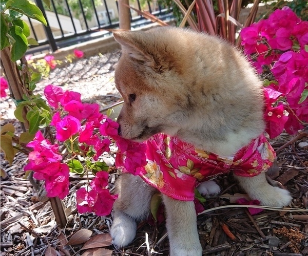 Medium Photo #8 Shiba Inu Puppy For Sale in DALY CITY, CA, USA