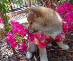 Small Photo #8 Shiba Inu Puppy For Sale in DALY CITY, CA, USA