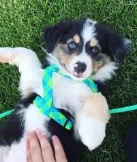 Australian Shepherd Puppy for sale in CLEVES, OH, USA
