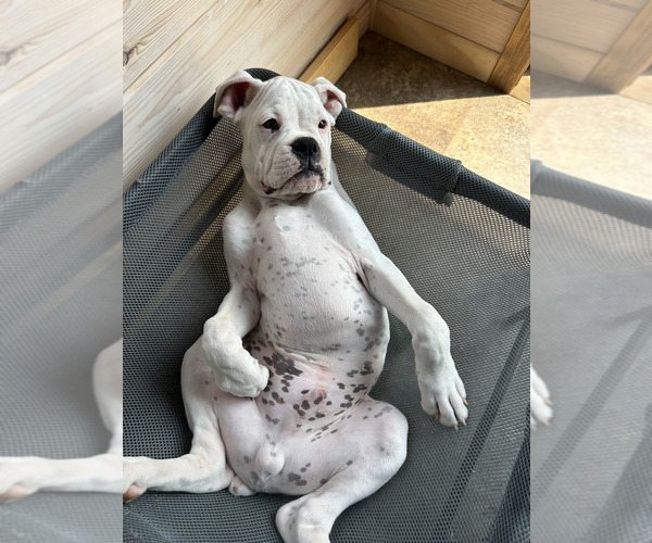 Medium Photo #4 Boxer Puppy For Sale in STRUM, WI, USA