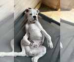 Small #3 Boxer